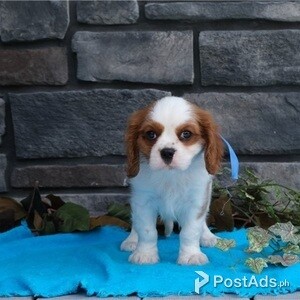 Cavalier King Charles Spaniel puppies | PostAds PH
