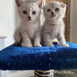 TICA Scottish Fold Kittens | PostAds PH
