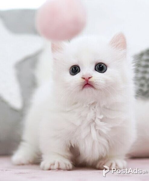 TICA Munchkin kitten