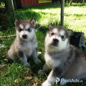 Blue eyes Siberian Husky Puppies | PostAds PH
