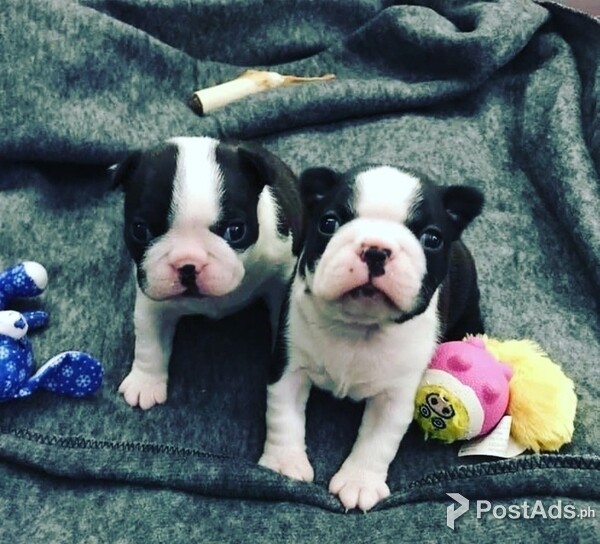 Boston Terrier puppies Available for rehoming