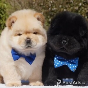 Adorable chow chow puppies | PostAds PH