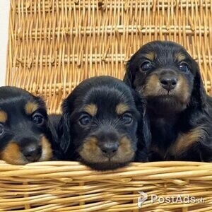 Miniature Dachshund Puppies | PostAds PH
