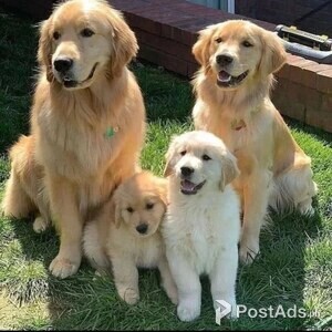 Healthy Golden Retriever Pups avail | PostAds PH