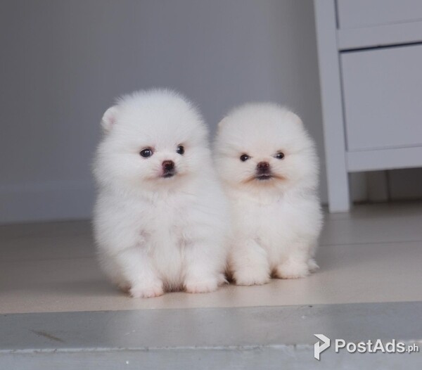 Adorable pom puppies Avail