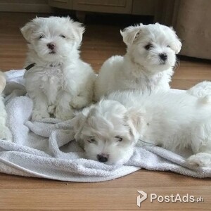 Maltese puppies | PostAds PH
