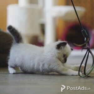 Birman Kittens Available | PostAds PH