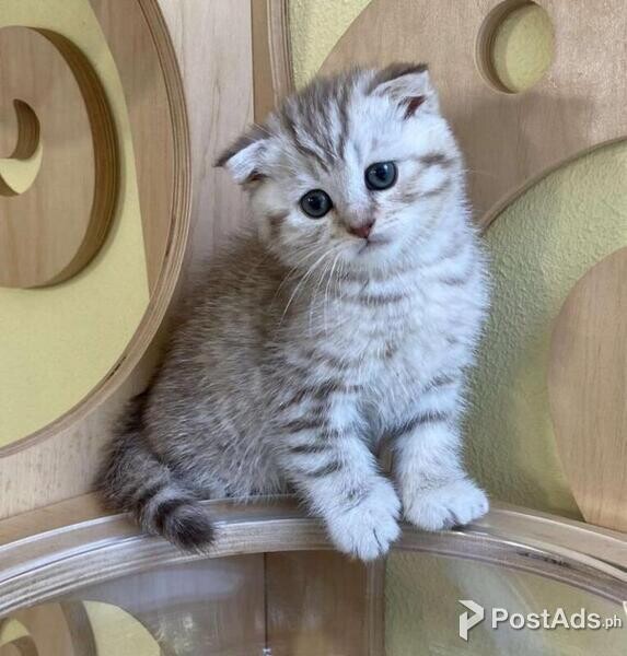 Scottish Fold Kittens Available