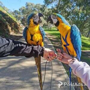 Two amazing Blue & Yellow macaw parrots available | PostAds PH