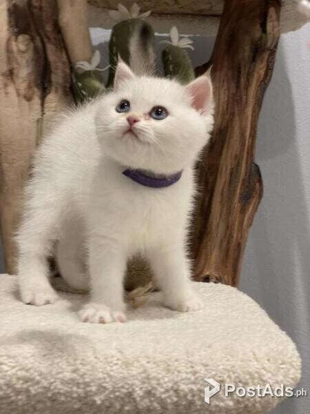 British Shorthairs Available