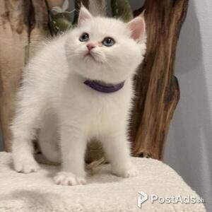 British Shorthairs Available | PostAds PH