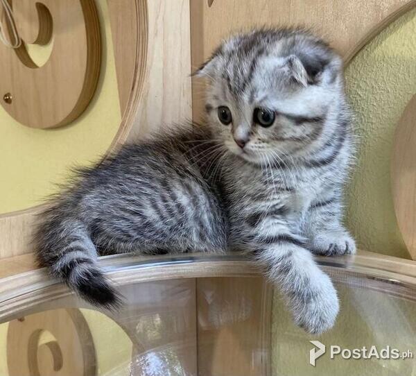 Scottish Fold Kittens Available