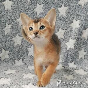 Abyssinian Kittens Available | PostAds PH