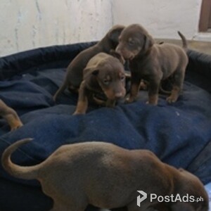 Doberman Pinscher puppies | PostAds PH