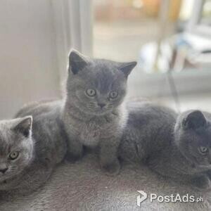 healthy lovely kittens for adoption | PostAds PH