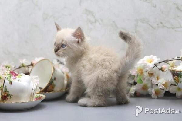 Siberian kittens Ready 