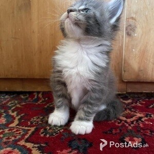 AEWS Charming Maine coon Kittens | PostAds PH