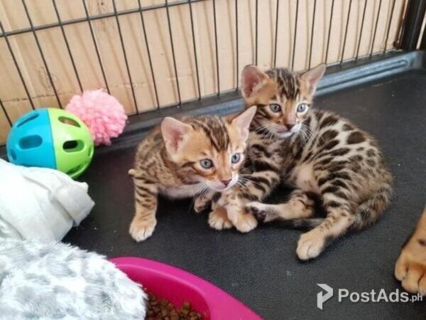HGF Bengal kittens Available