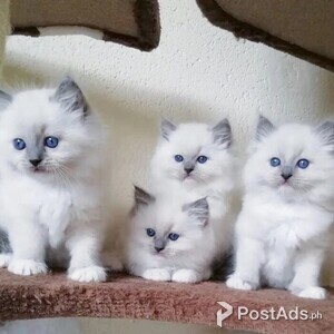 GHS Ragdoll kittens Available | PostAds PH