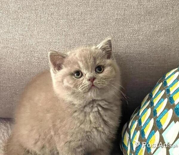 FTYY British Shorthairs Available