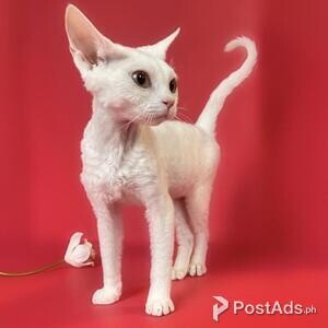 FDD Devon Rex Kittens | PostAds PH