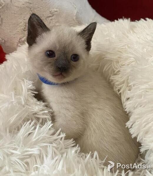 QWQ Siamese Kittens Ready 