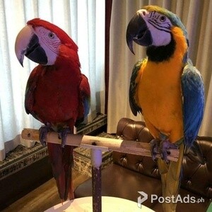 PCCI Blue and Gold Macaw | PostAds PH