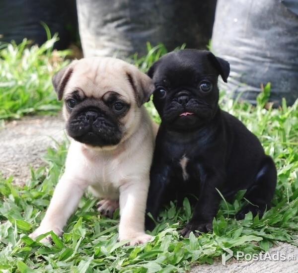 Male and female Pug Puppies