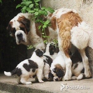 Healthy Saint Bernard's puppies Ready | PostAds PH