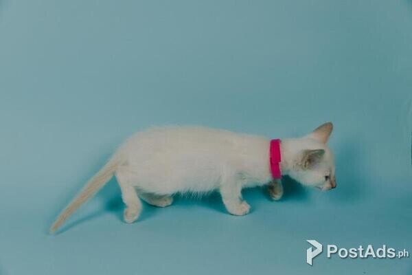 Balinese kittens