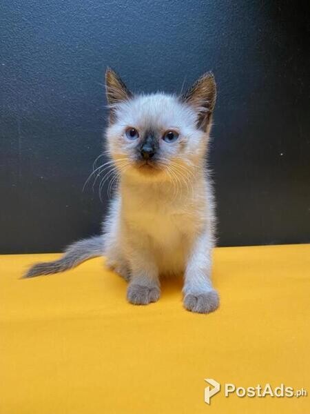 Siamese Kittens Ready 