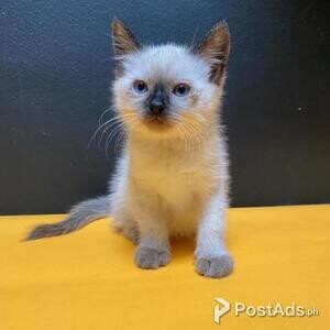 Siamese Kittens Ready | PostAds PH