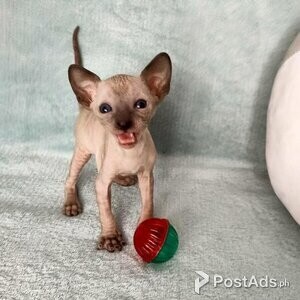 Devon Rex Kittens | PostAds PH