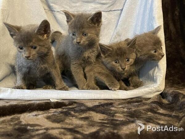 DTTY Russian blue kitten Ready