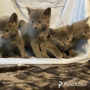 DTTY Russian blue kitten Ready | PostAds PH