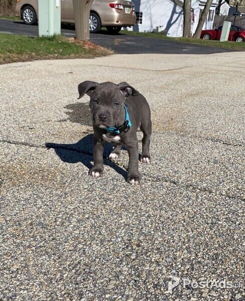 DFR Pitbull puppies 1male 1female