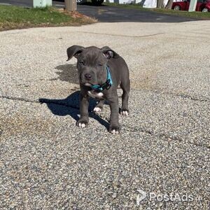 DFR Pitbull puppies 1male 1female | PostAds PH