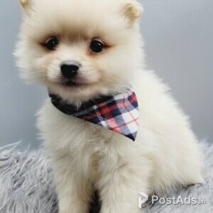 Pomeranian puppies | PostAds PH