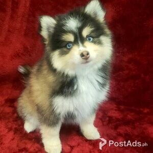 Pomsky puppies | PostAds PH