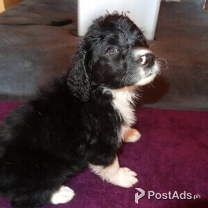 Portuguese Pointer puppies | PostAds PH