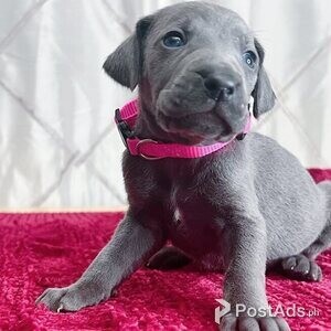 Weimaraner puppies | PostAds PH