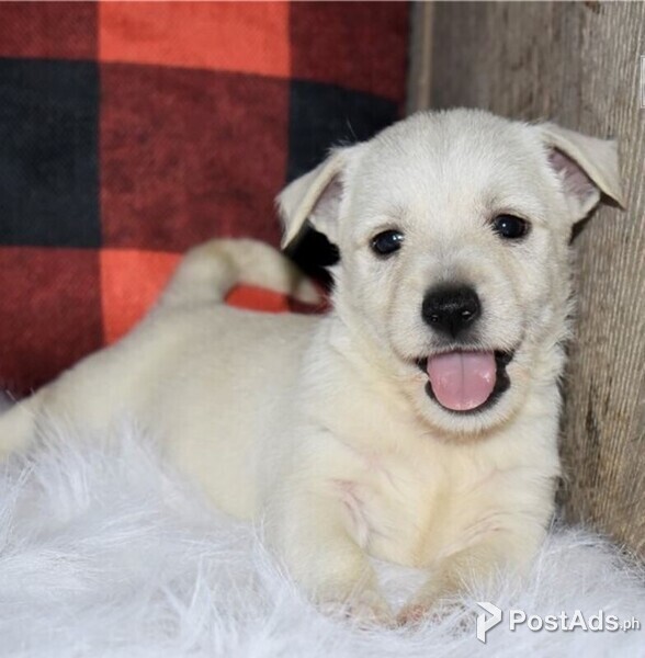 West Highland Terrier puppies