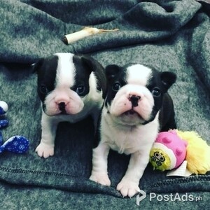Cute Boston Terrier puppies Available for rehoming | PostAds PH