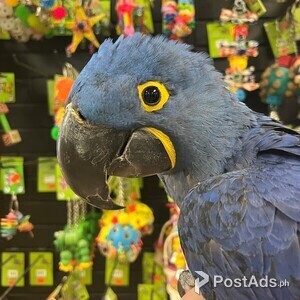 Star Blue Macaws Parrots | PostAds PH