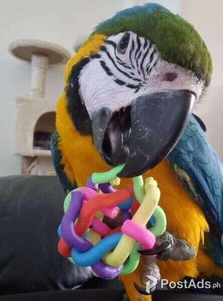 Hyacinth Blue and Gold Macaw