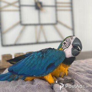 Amazing Blue and Gold Macaw | PostAds PH