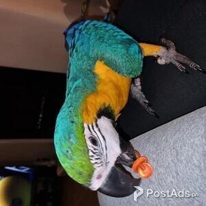 Blue and Gold Macaw | PostAds PH