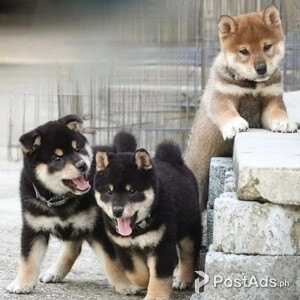 Shiba Inu Babies | PostAds PH