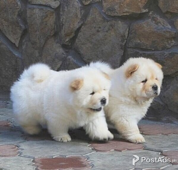 Chow Chow Puppies available for rehoming
