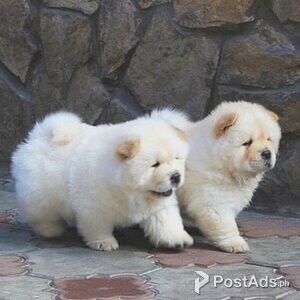 Chow Chow Puppies available for rehoming | PostAds PH
